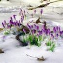 눈속에피는꽃 이미지