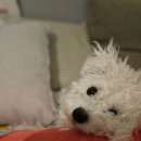 둔산동물병원 이미지