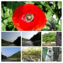 진부리유원지 이미지