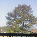 세솔팬션 이미지