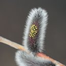 봄강아지 이미지