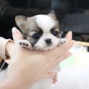 호야펫 구리점 네이버블로그