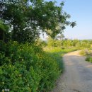 주월리한배미마을 이미지