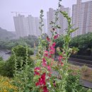26.05.20(수)단비 내리는 수요일 출석부. 이미지