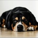 웃는 강아지 이미지