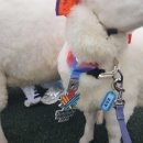 동선목장 이미지