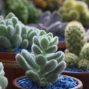 생활원예(주간) 이미지