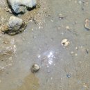 왜목빌리지 | [22.07.30] 대전근처바다갯벌 당진왜목마을 9개월아기 바다여행 후기