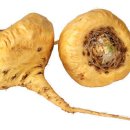 마카 트레이닝 이미지