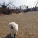 매직 펫 살롱 이미지