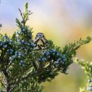 2024년 오듀본 출품작 사진상에서 새와 토종 식물의 연관성을 기념하며 발췌한 가장 인기 있는15장의 멋진 사진 감상하기. 이미지