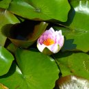 삼락생태공원 이미지