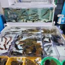 주문진좌판풍물시장 이미지