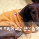 입어보개 이미지