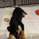 쇼독동물병원 이미지