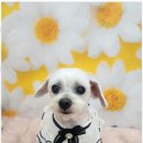 예쁘개 이미지