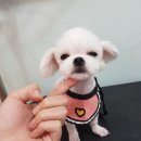 리리 펫살롱 이미지