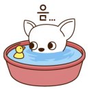 나나애견미용 이미지