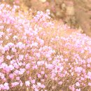 봄날, 강화기행 2. - 고려산 진달래, 분홍에 눈이 멀다 이미지