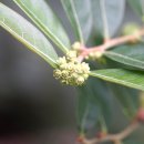 조도만두나무[uphorbiaceae (대극과) ＞ Glochidion (만두나무속) ＞ chodoense (조도만두나무)] 이미지