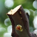 푸조와곰솔 이미지