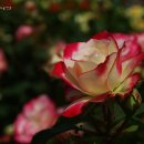 장미화원 이미지