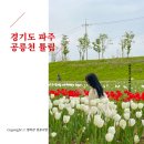 공릉천 튤립 후기(주차, 개화 시기)