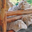 선호목장 이미지