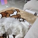 양주고양이분양 모나미네코 옥정신도시점 이미지