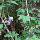 봉전마을회관 이미지