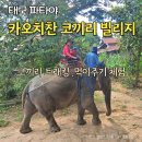 파타야 코끼리 체험 트래킹 타기 먹이주기 가족후기
