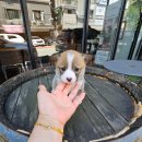 착한애견분양(원주점) 이미지