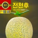 신풍농약사 | 저온 비대력 우수 흰가루에 강하고 당도 높고 네트가 매우 우수한 대과종 춘추계 멜론 씨앗/신풍종묘