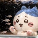 바다향그대로 | 내돈내산 💥 제주 도민 추천🖤 성게를 잔뜩 먹고 싶은 그대에게 <헬로 프랜드>