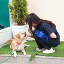 우리강아지 포인트데일리