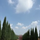 각하목장 | 안성팜랜드 핑크뮬리 보고왔어요