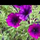 겨울 샐비어(salvia) 이미지