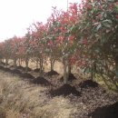 홍가농장 이미지