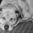 파트너동물의료센터 이미지