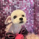 핫도그몽실 이미지