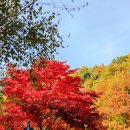 단풍스테이 이미지