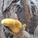 황금버섯 이미지