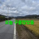 백두대간 능이버섯 산행.151 (낙엽송 목청 선객이) 이미지