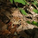 금두꺼비 이미지