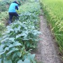 한삼농장 이미지