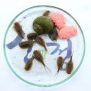새우야반가워
