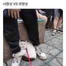 3Cat 이미지