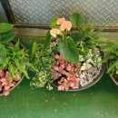 생활원예(주간) 이미지