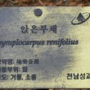 한국의 야생화 신기한 앉은부채 이미지