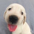 멍멍&DOG 이미지